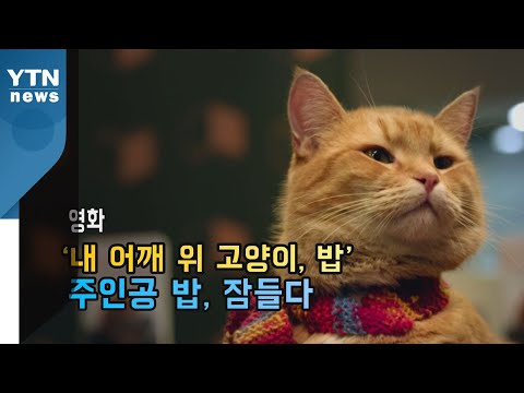 [세상만사] 영화 '내 어깨 위 고양이, 밥' 주인공 잠들다 / YTN