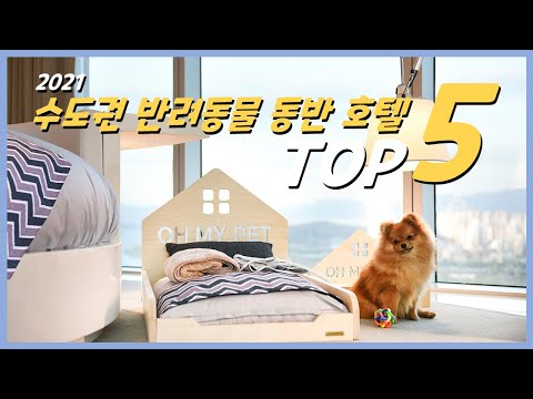 반려견 동반 호텔 어디가지? 🔥 올해 여름 휴가로 꼭 고민해야 할 수도권 호텔 TOP 5 !