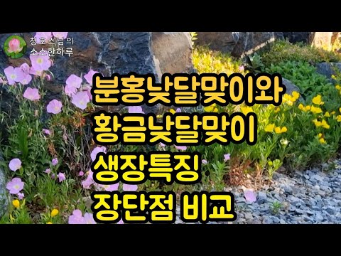 분홍낮달맞이와 황금낮달맞이의 다른점과장단점