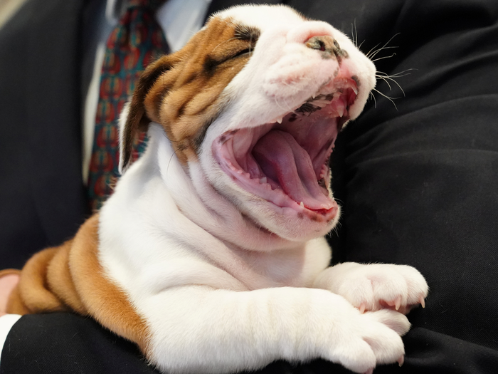 Dogs Catch Yawns From Humans, But That Doesn'T Indicate Dogs' Empathy