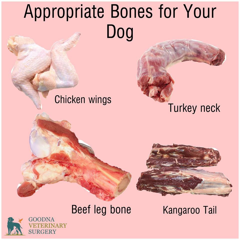 Is It Okay To Give My Dog A Bone? 🦴