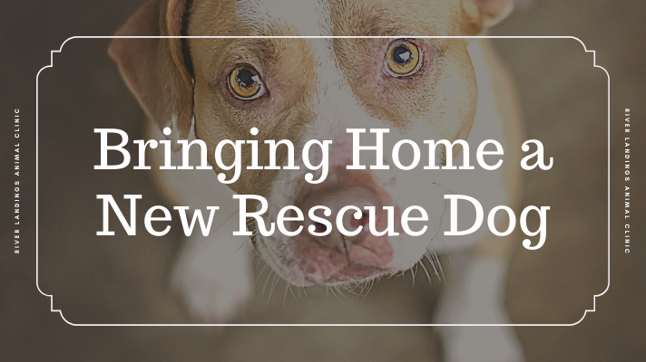 Tips For Bringing Home A New Rescue Dog — River Landings Animal Clinic In  Bradenton, Florida