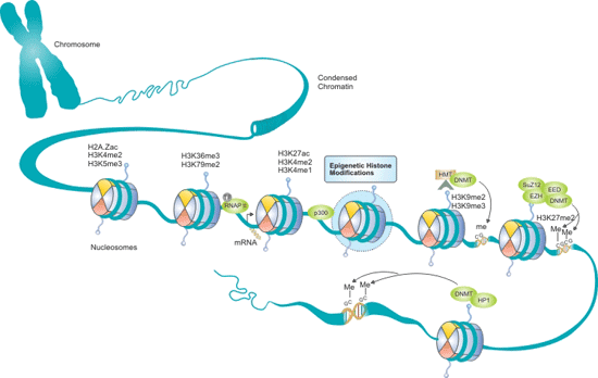 How Does Histone Modification Affect Gene Expression?-Cusabio