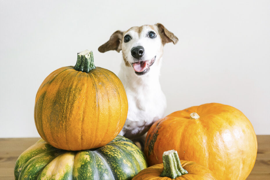 Can Dogs Eat Pumpkin? Health Benefits Of Pumpkin For Dogs · The Wildest