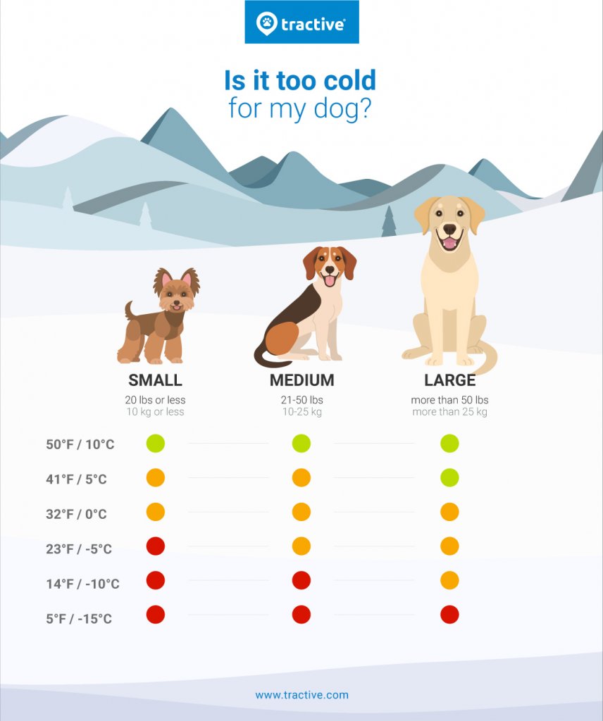 How Cold Is Too Cold For Dogs? Find Out Now. - Tractive