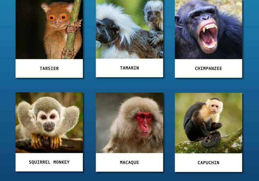 9 Monkey Breeds That People Keep As Pets - Az Animals