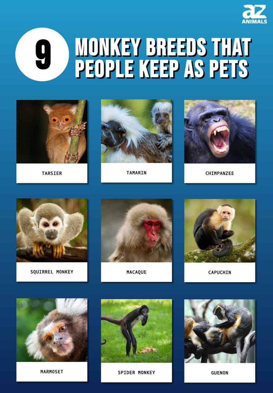 9 Monkey Breeds That People Keep As Pets - Az Animals