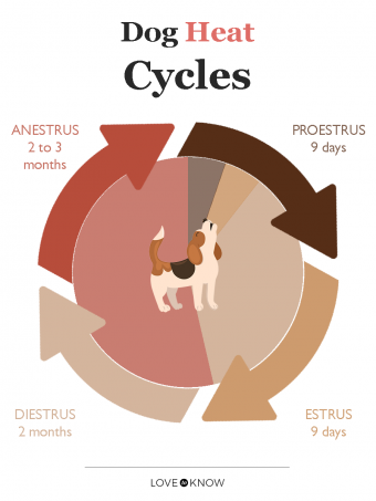 Understanding The Heat Cycle Of Female Dogs | Lovetoknow Pets