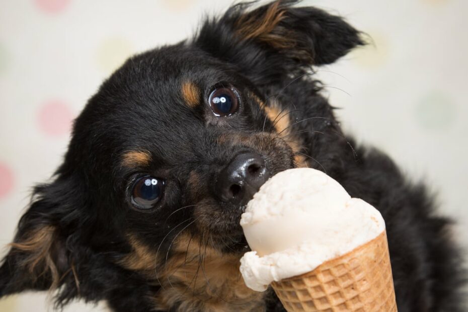 Is It Ok To Share An Ice-Cream With Your Dog? | Pets | The Guardian