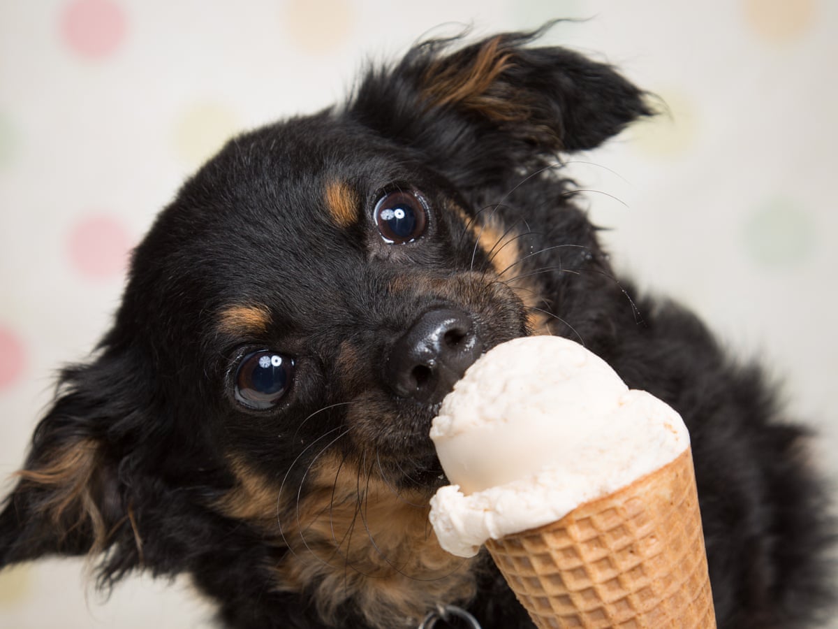 Is It Ok To Share An Ice-Cream With Your Dog? | Pets | The Guardian