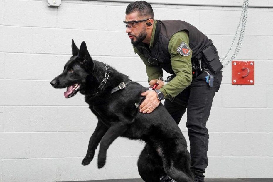 I Train Protection Dogs For Up To $150K, Cheaper Than Hiring Bodyguard