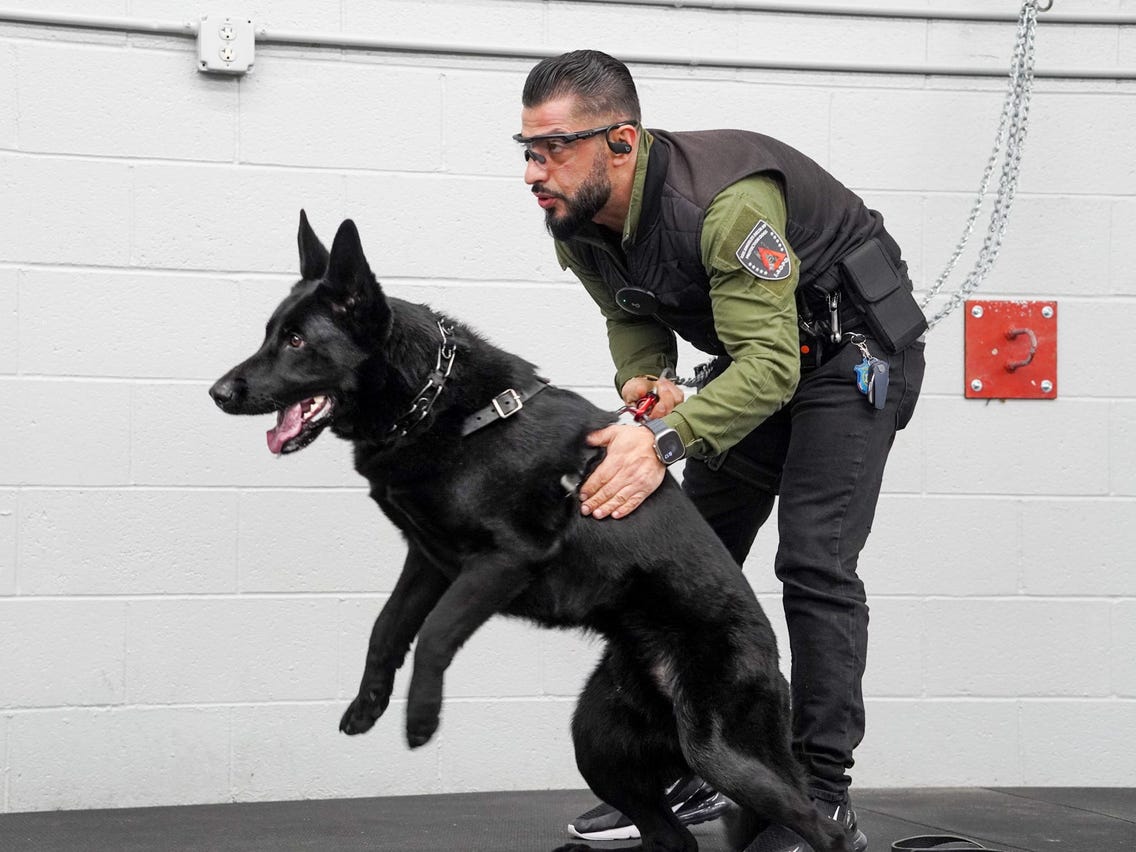 I Train Protection Dogs For Up To 0K, Cheaper Than Hiring Bodyguard