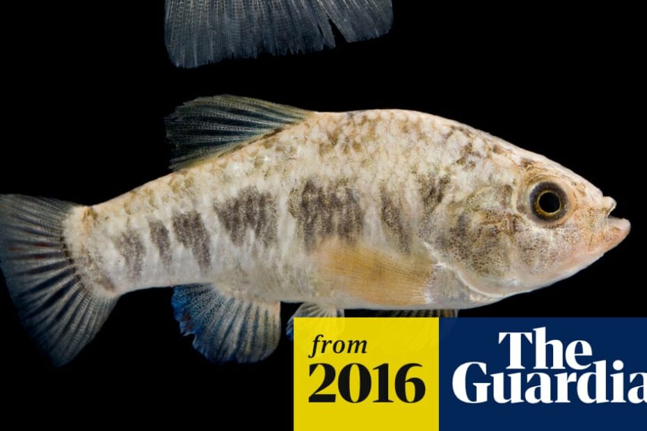 Three Men Face Charges For Killing Tiny, Endangered Fish In Drunken Rampage  | Endangered Species | The Guardian