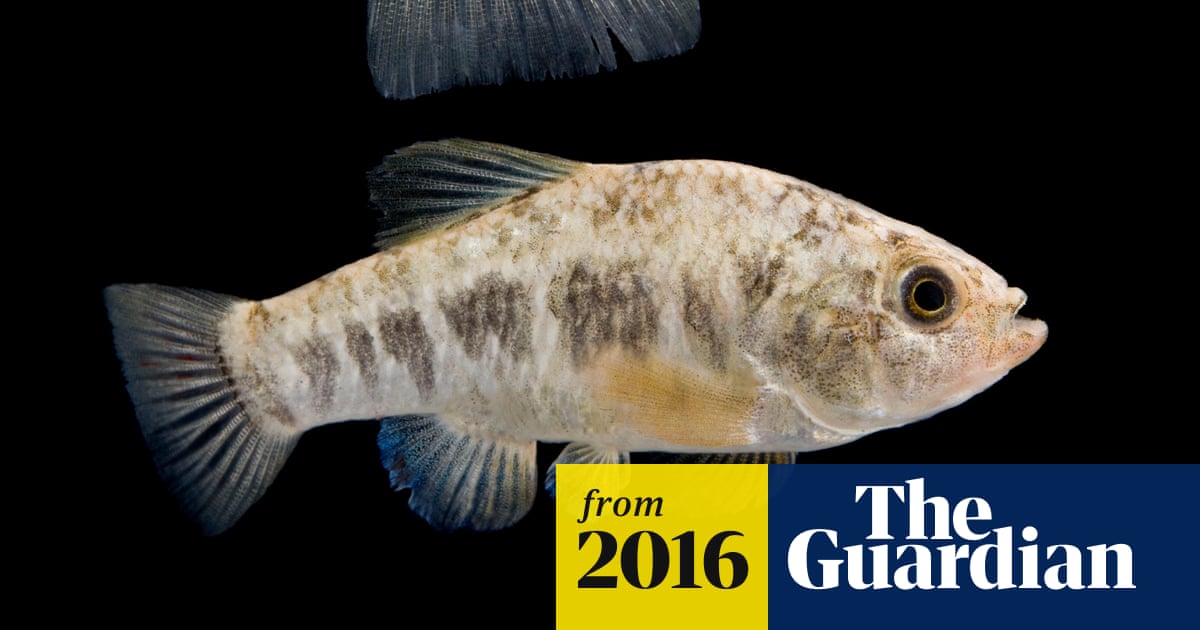 Three Men Face Charges For Killing Tiny, Endangered Fish In Drunken Rampage  | Endangered Species | The Guardian