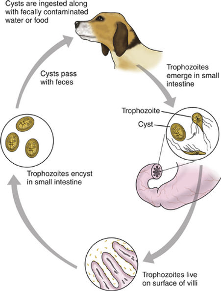 What Is Giardia In Pets?