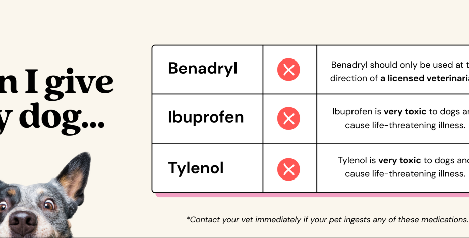 Can You Give A Dog Tylenol?