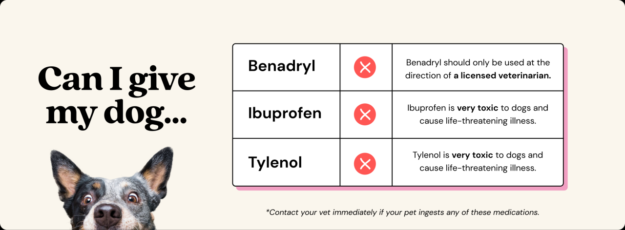 Can You Give A Dog Tylenol?