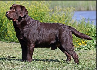 Labrador Retriever California | Labrador Retriever, Lab Puppies, English  Labrador