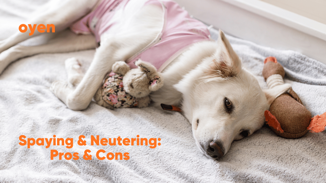 Spaying & Neutering Your Dog - Pros And Cons