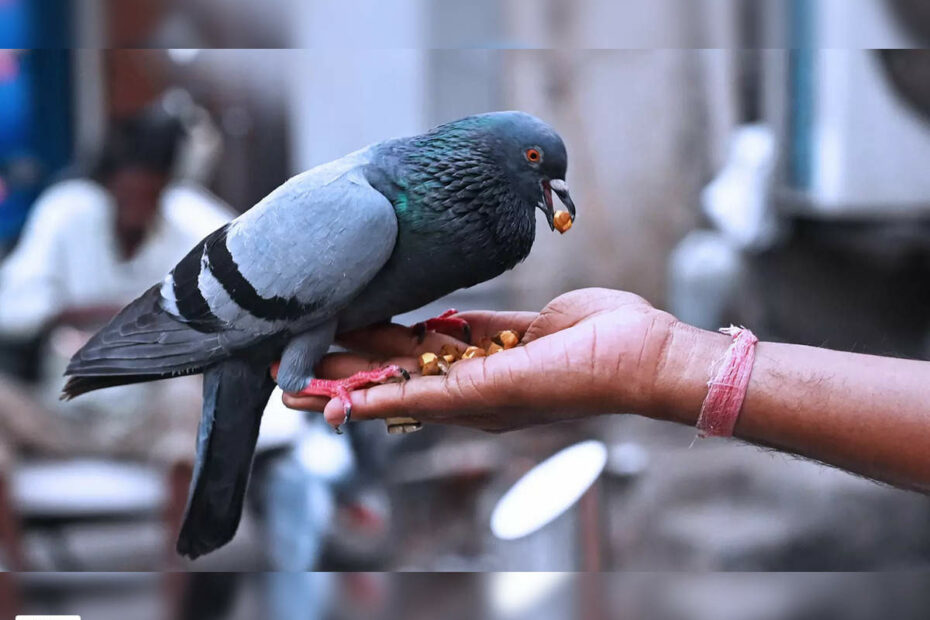 How Mumbai'S Well-Fed Pigeons Are Killing Its Residents | Mumbai News -  Times Of India