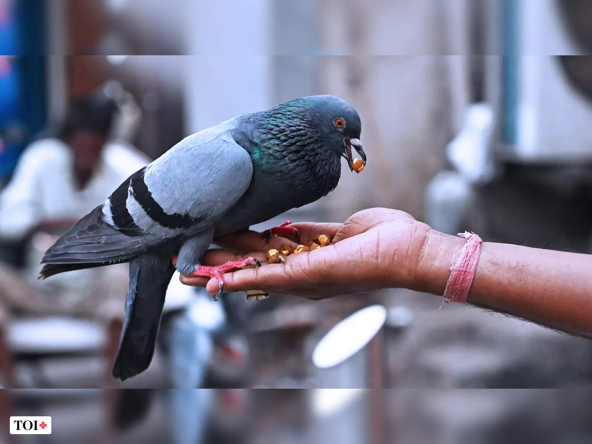 How Mumbai'S Well-Fed Pigeons Are Killing Its Residents | Mumbai News -  Times Of India