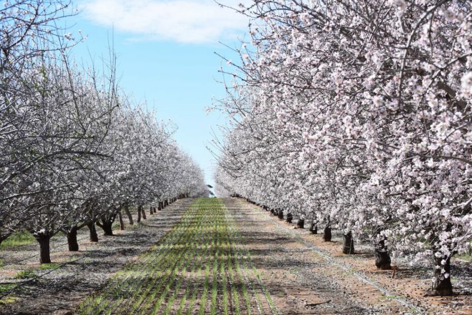 Inside Australia'S Almond Industry - The Farmer Magazine