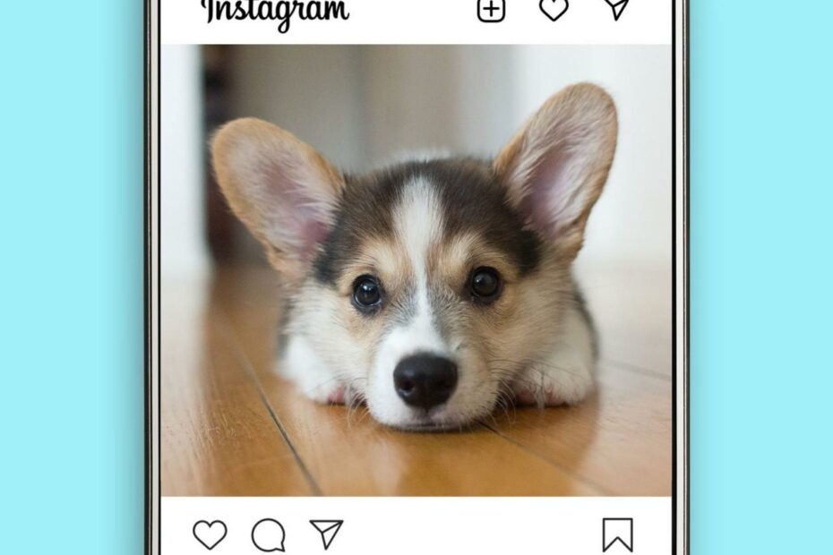 45 Best Dog Instagram Captions | Reader'S Digest