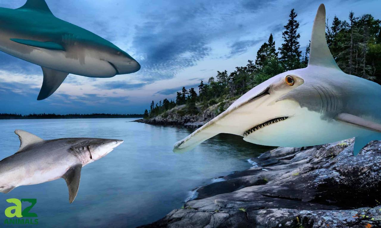 Do Sharks Live In The Great Lakes? - Az Animals