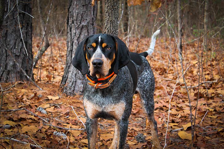 Bluetick Coonhound Dog Breed Information