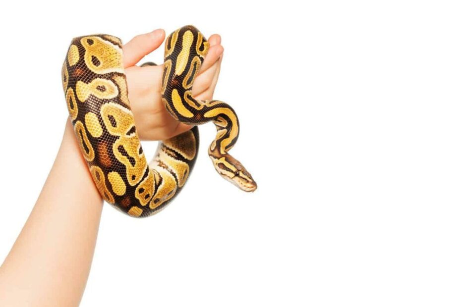 Can Pet Snakes Be Affectionate To Their Owners? - Embora Pets