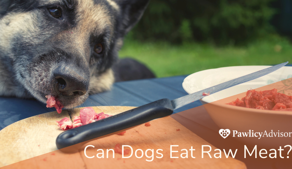 Can Dogs Eat Raw Meat? Here'S Everything You Need To Know | Pawlicy Advisor