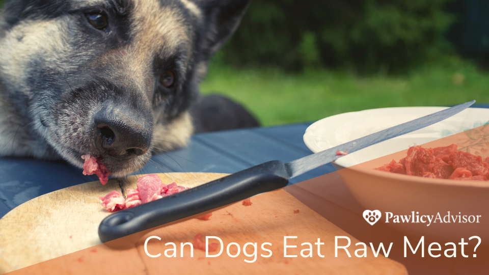 Can Dogs Eat Raw Meat? Here'S Everything You Need To Know | Pawlicy Advisor