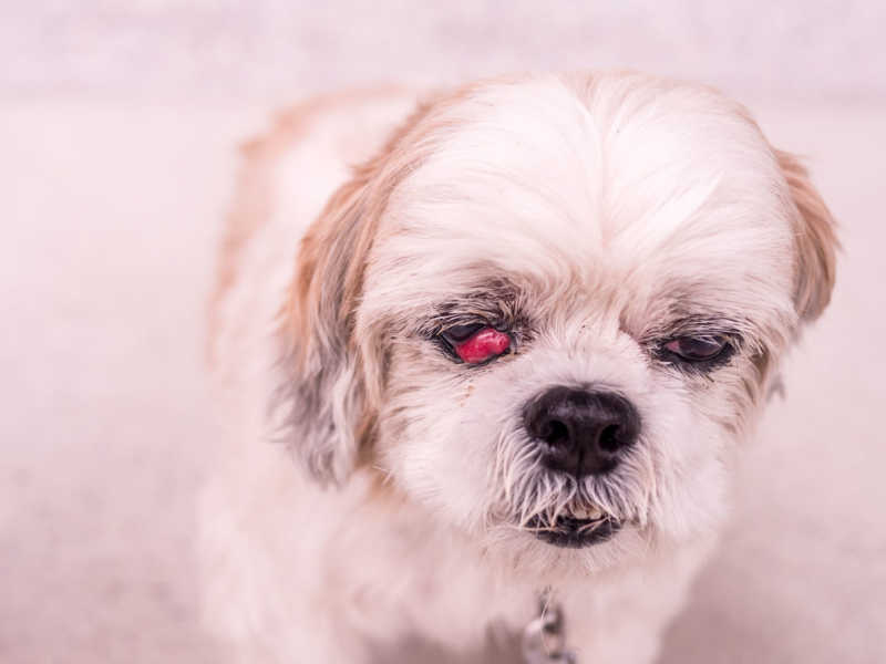 Cherry Eye In Dogs | Small Door Veterinary