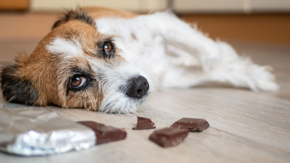 A Guide To Chocolate Poisoning In Dogs