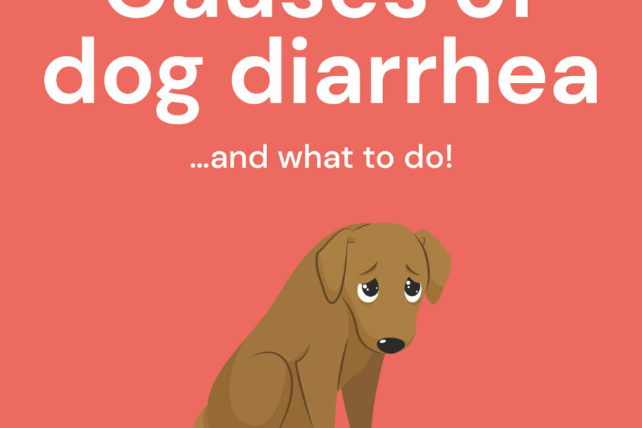 Learn About The Causes Of Dog Diarrhea And What To Do – Dig Labs