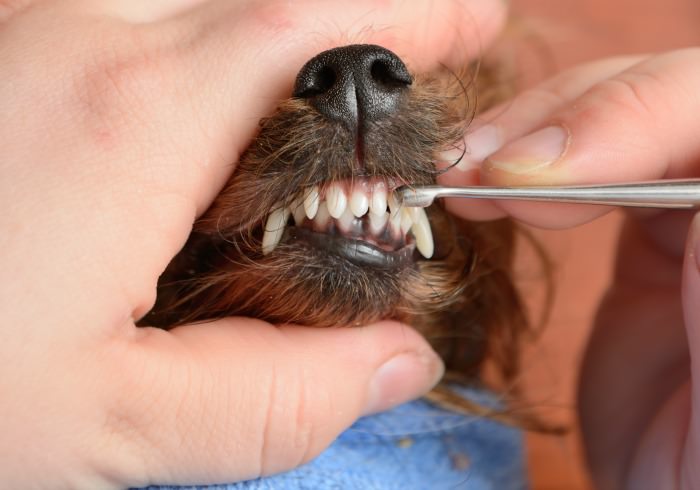 How Much Does Teeth Cleaning Cost For Dogs? – Youdidwhatwithyourwiener.Com