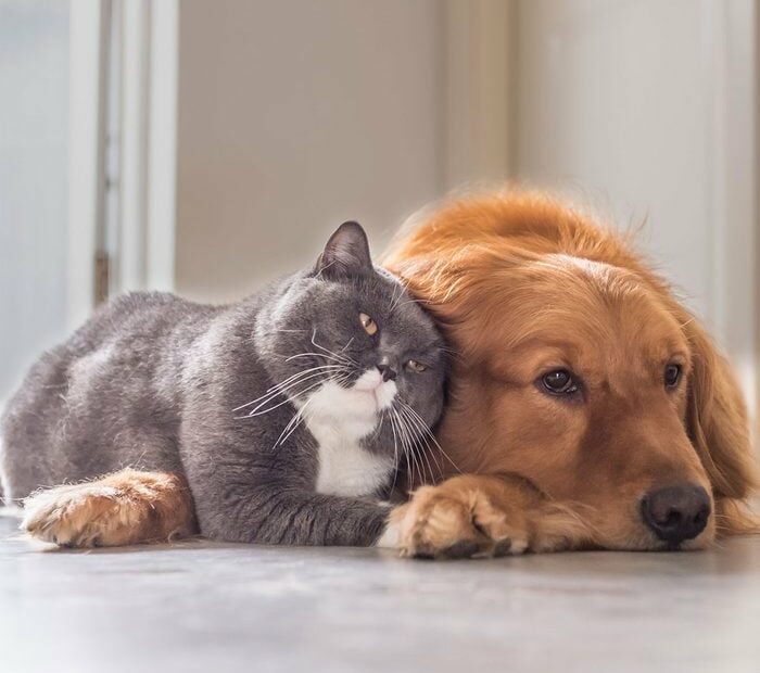 Why Do Dogs Hate Cats—And How Can You Help Them Get Along?