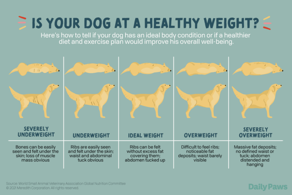 The 4 Best Ways To Help Your Dog Lose Weight Safely