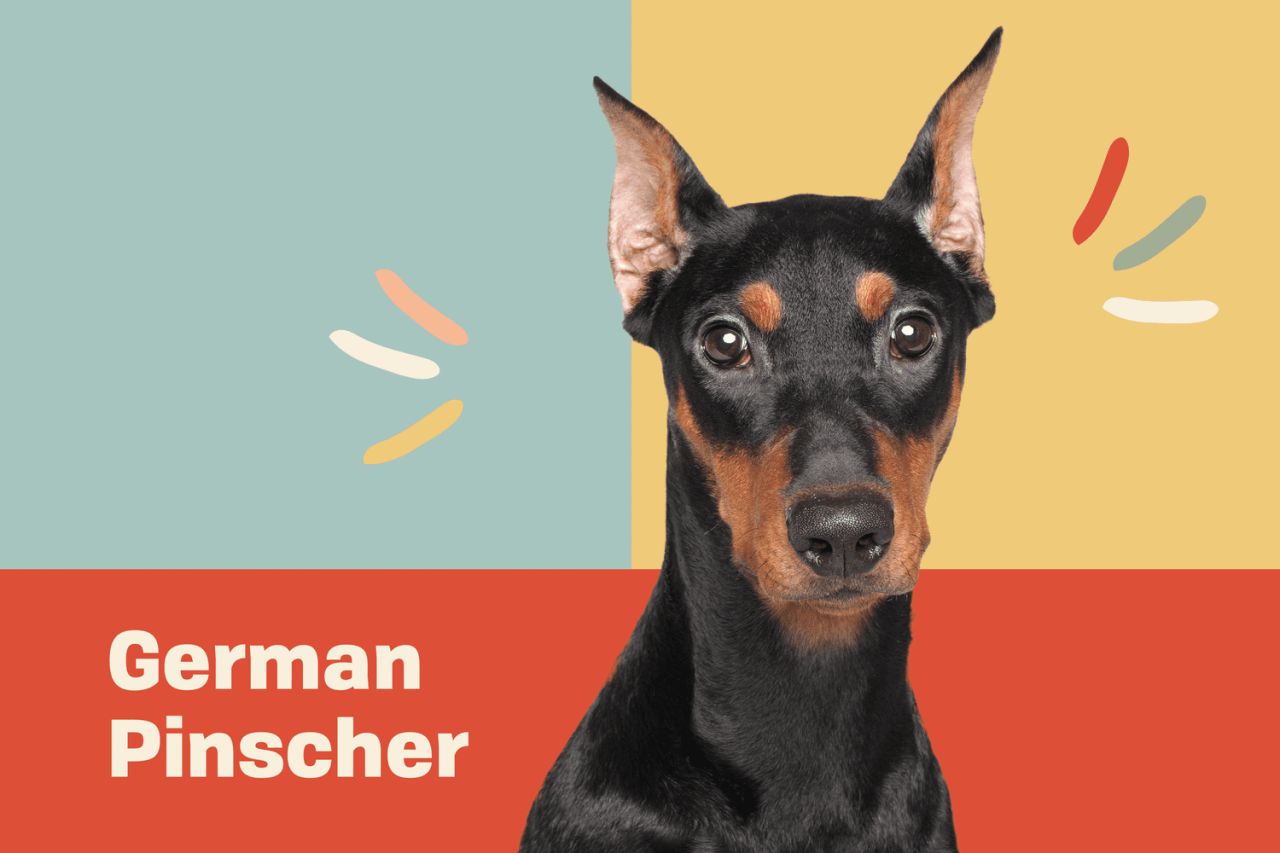 German Pinscher Dog Breed Information And Characteristics