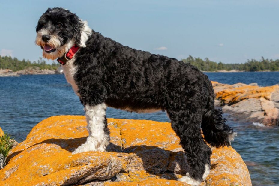 Portuguese Water Dog: Dog Breed Characteristics & Care