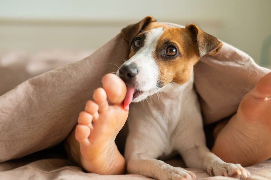 Why Do Dogs Lick Your Feet? Dog Experts Explain