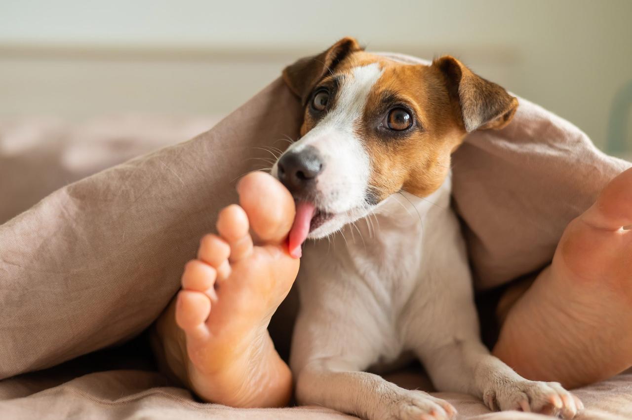 Why Do Dogs Lick Your Feet? Dog Experts Explain