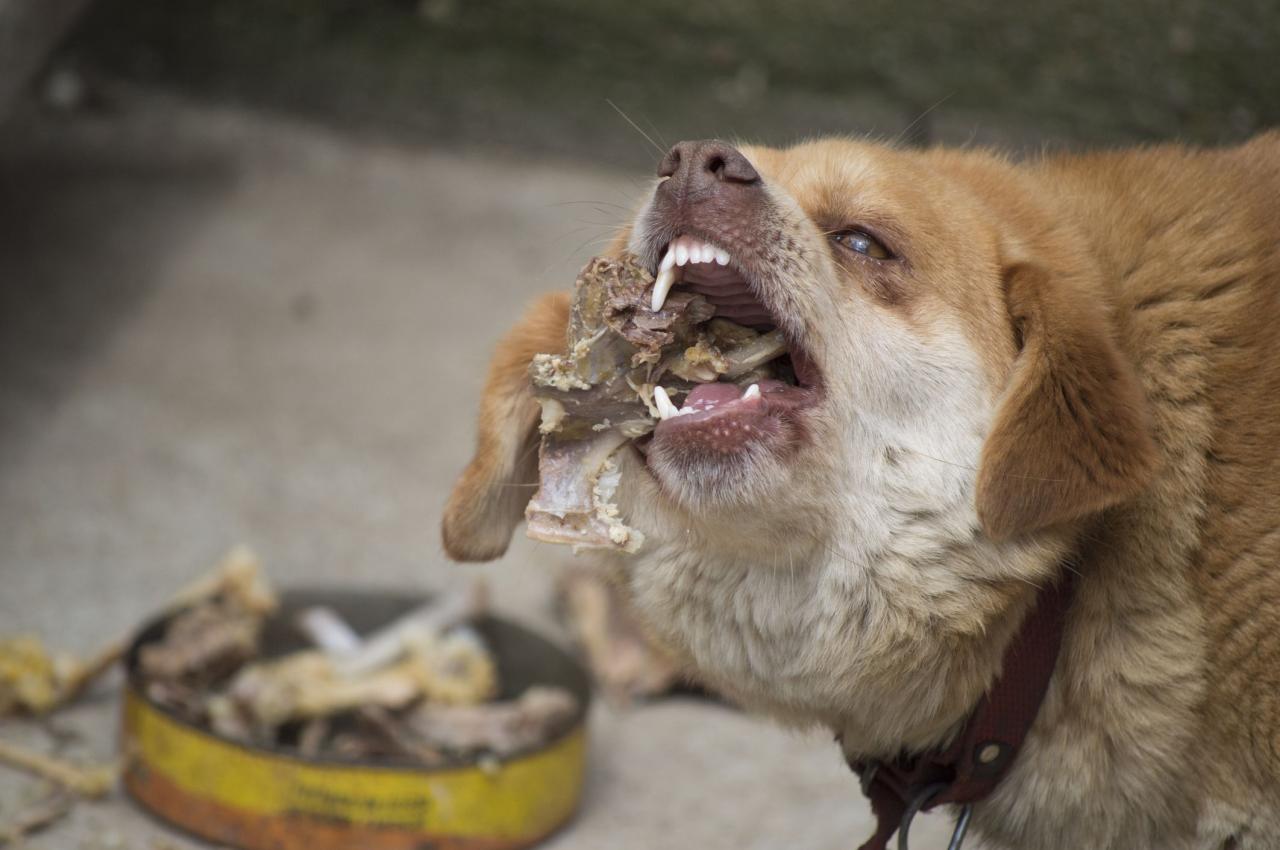 My Dog Ate Chicken Bones - Whole Dog Journal