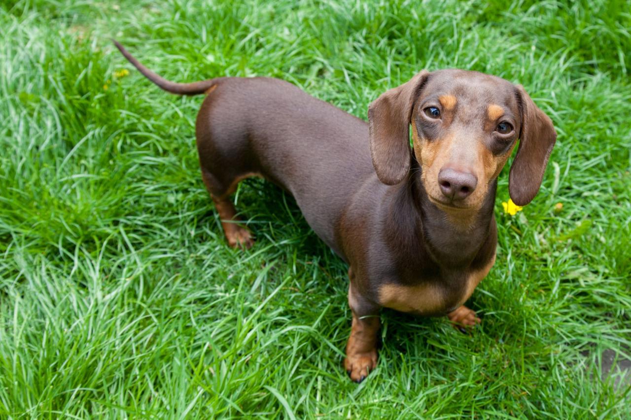 Mini Dachshund: Dog Breed Characteristics & Care