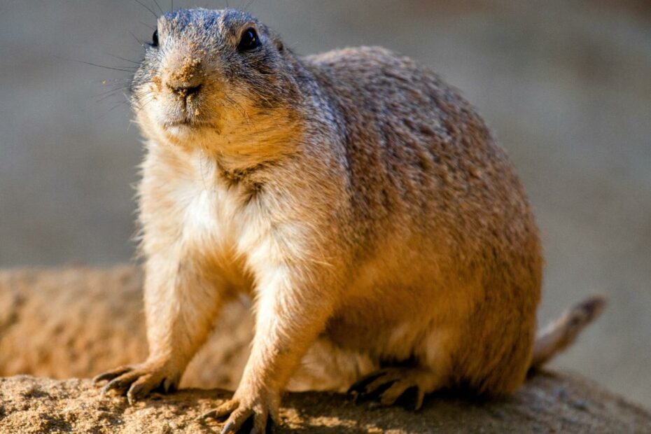 Pocket Gophers Are Underground Farmers • Earth.Com