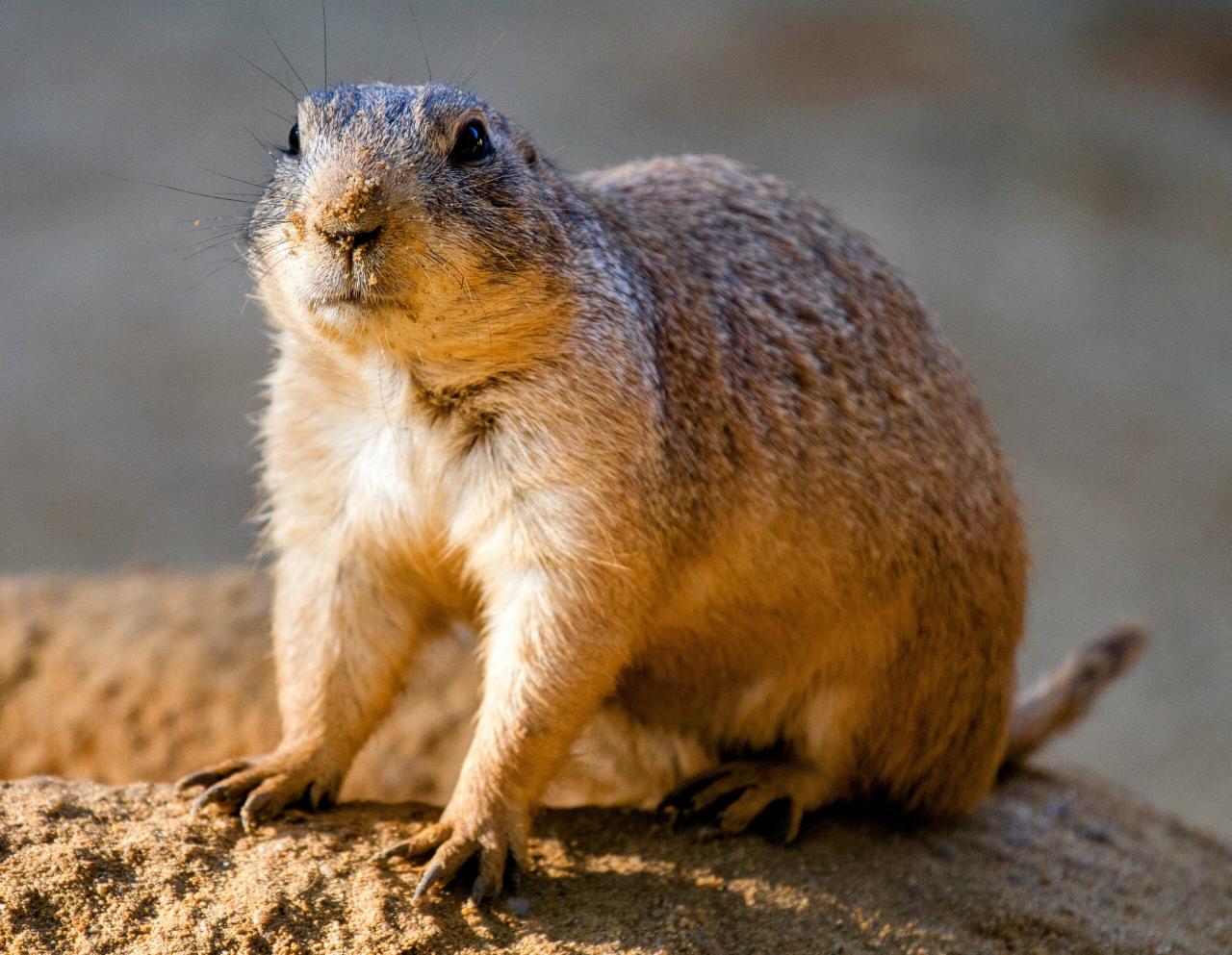 Pocket Gophers Are Underground Farmers • Earth.Com