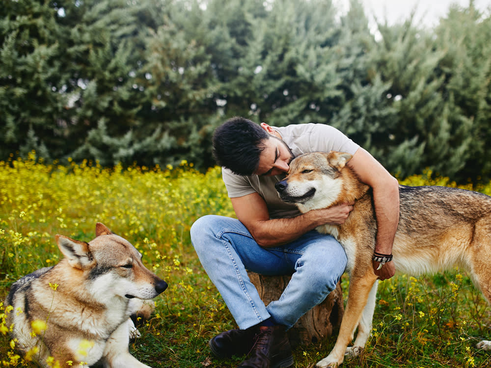 Do Wolf Dogs Make Good Pets? · The Wildest