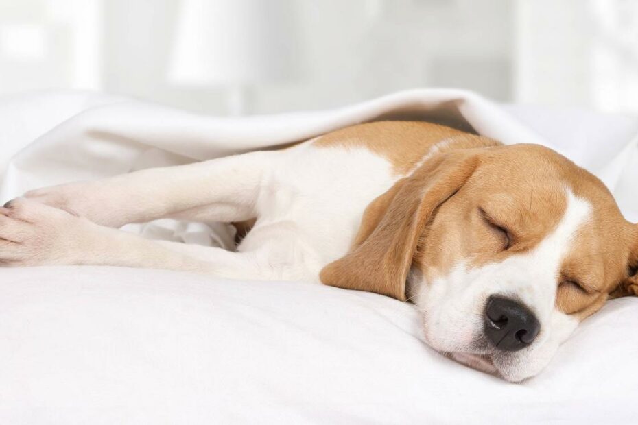 How To Train Your Beagle Dog To Sleep At Night | Wag!