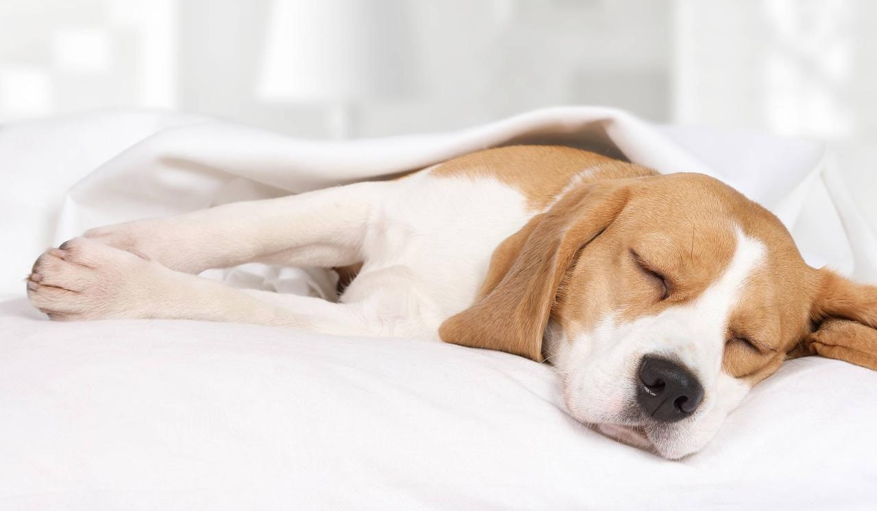 How To Train Your Beagle Dog To Sleep At Night | Wag!