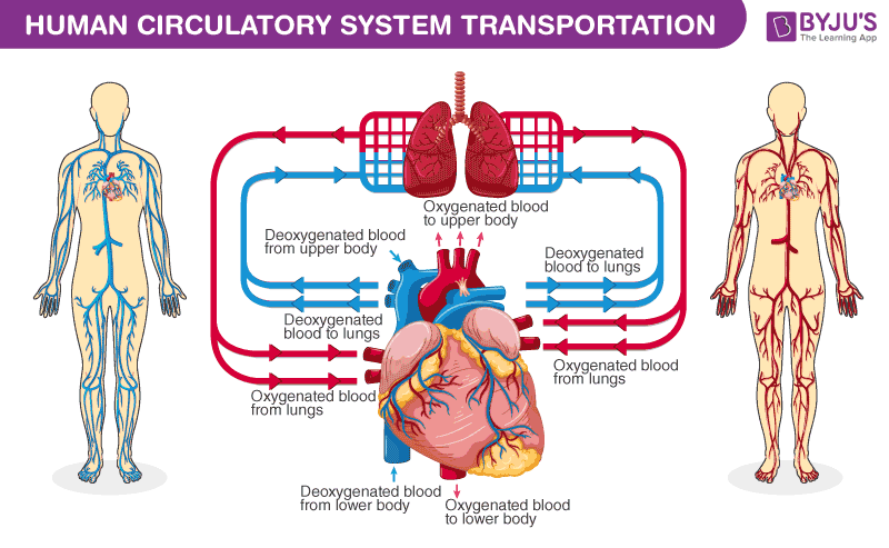 Human Circulatory System - Organs, Diagram And Its Functions